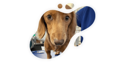 A brown dachshund with long ears looks directly at the camera through an irregular, splash-shaped frame; a veterinarian in blue is partially visible in the background.