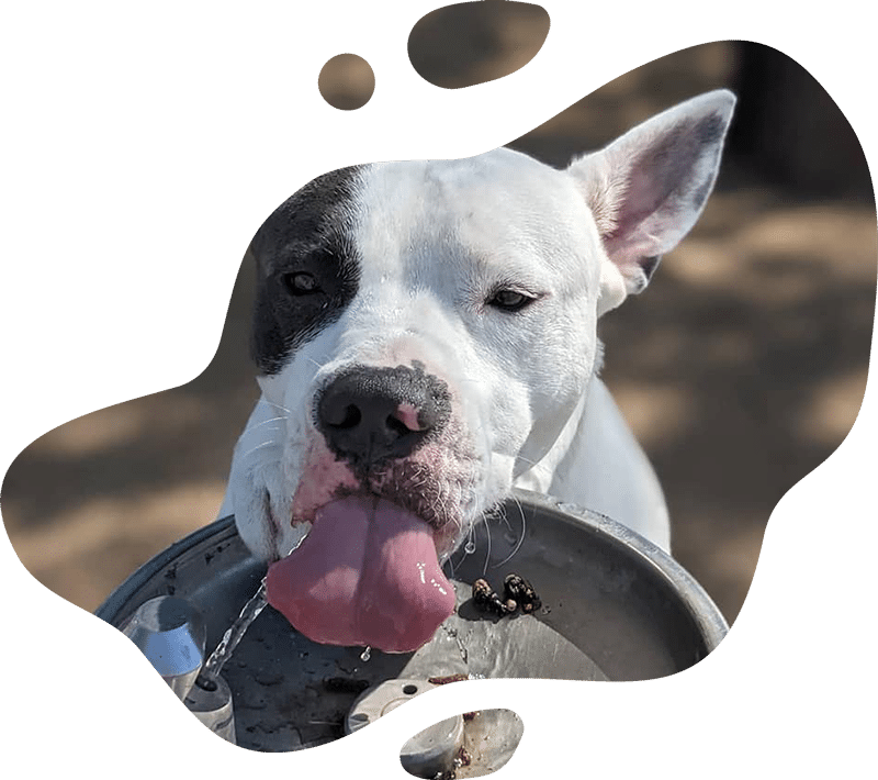 A white dog with a black patch over one eye drinks water from a fountain, sticking its tongue out to catch the stream. The playful image, perfect for any vet’s office, features an irregular border.