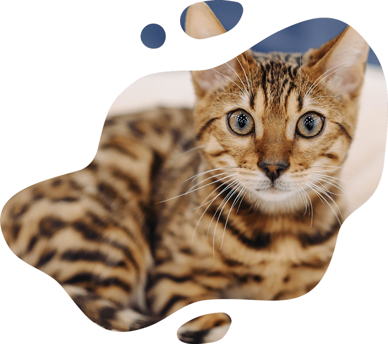 A close-up of a Bengal cat with green eyes and a brown, black-spotted coat, framed by an irregular, paint-splatter-shaped border—perfect for any vet or veterinarian-themed project.