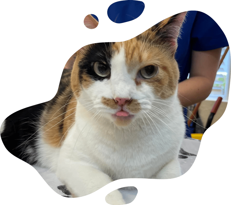 A calico cat with a black and orange face patch is lying down with its tongue sticking out. A veterinarian in blue scrubs is in the background, partially visible. The image has an irregular, rounded border.