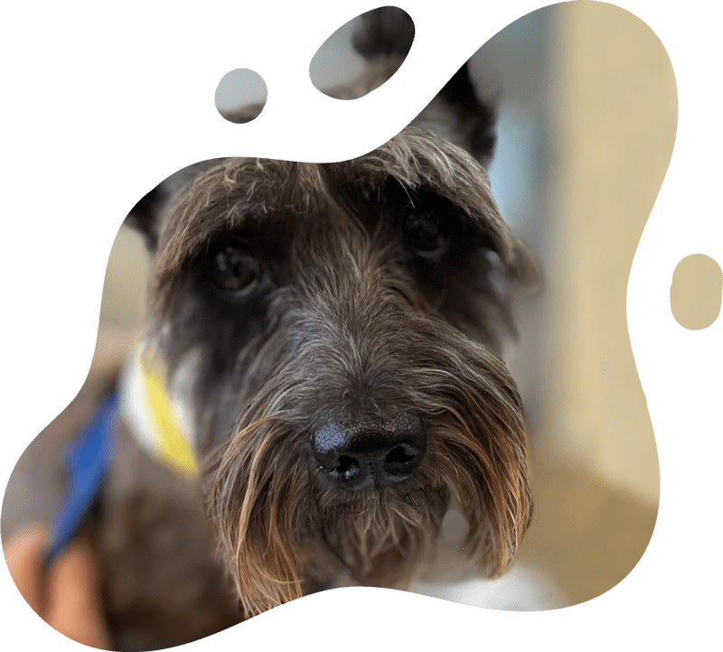 Close-up of a schnauzer dog with a gray and black coat, featuring a shaggy mustache and expressive eyes, seen through an abstract, rounded frame—perfect for any vet or veterinarian-related theme.