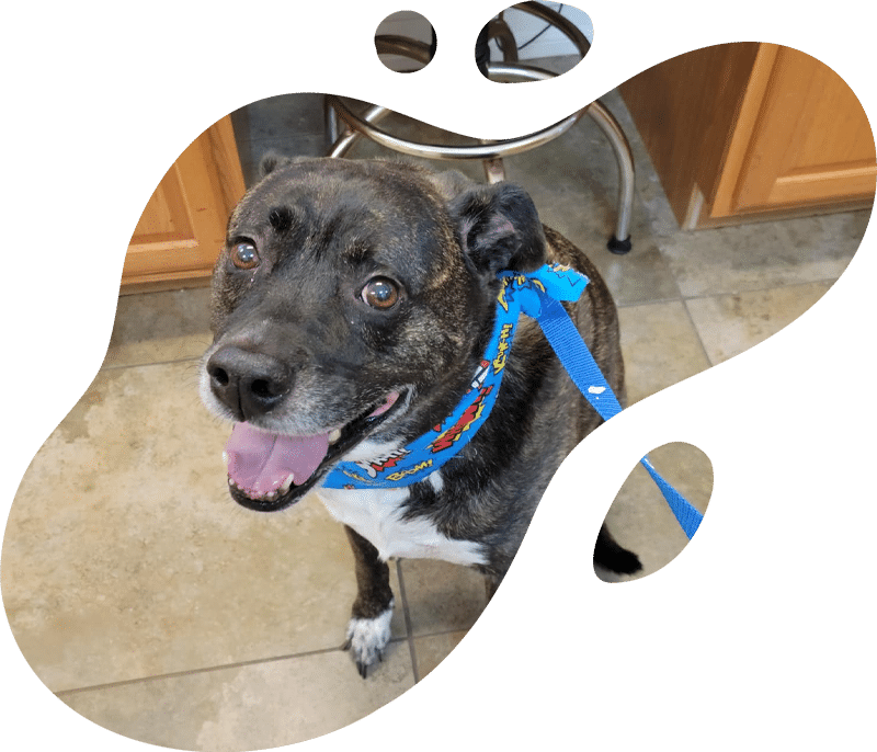 A happy dog with a blue cartoon-themed collar and leash sits on a tiled floor, looking up with its mouth open—perhaps waiting for its veterinarian. The image has an irregular, rounded border.