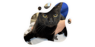 A black cat with bright yellow eyes lies on a paw print-patterned table as a veterinarian in a blue shirt gently holds the cat. The image is framed by an irregular, rounded border.