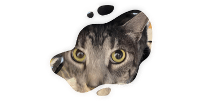 A close-up of a tabby cat’s face with wide, curious yellow eyes, seen through an irregularly shaped hole on a white background—perfect for a veterinarian or vet-themed setting.