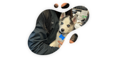 A person in a dark jacket holds a small black and white puppy with blue eyes and a blue bone-shaped tag, sitting in an office setting, possibly waiting for a checkup with the veterinarian.