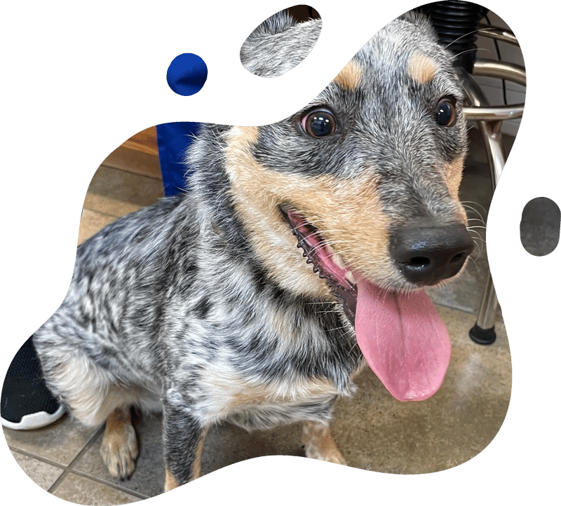 A happy blue heeler dog with a speckled gray, black, and tan coat sits indoors with its mouth open and tongue out, looking up excitedly—perhaps waiting for a treat from the vet or veterinarian.
