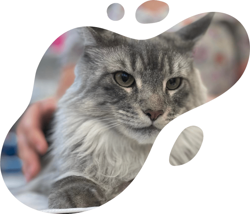 A fluffy gray cat with green eyes is being gently held by a veterinarian. The image is creatively framed with irregular, rounded shapes resembling paint splashes.