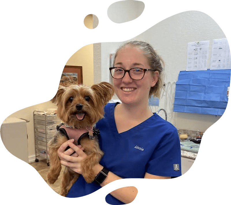 A smiling veterinarian in blue scrubs holds a small, happy brown dog wearing a harness in a veterinary clinic. Medical supplies and documents are visible in the background.