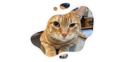 A close-up of an orange tabby cat lying down, seen through an irregular, paint-splatter-shaped cutout on a white background—perfect for a veterinarian or vet clinic promotion.