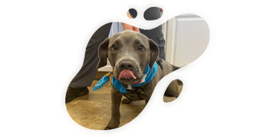 A gray dog wearing a blue bandana sits indoors, looking at the camera with its tongue out—perhaps waiting for a treat after visiting the vet. The photo is framed by an irregular, paint splash-shaped border.