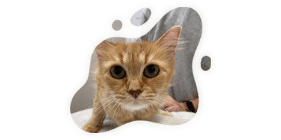 A close-up of an orange tabby cat with large eyes, looking directly at the camera. The image is framed by an irregular, rounded shape with a veterinarian visible in the background.