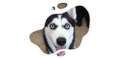 A black and white husky with blue eyes looks up with its mouth open, appearing happy, seen through an irregular, splash-shaped cutout on a white background—perfect for a vet or veterinarian-themed design.