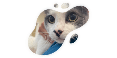 A close-up of a gray and white cat’s face, with large eyes, seen through an irregular, abstract cutout shape on a white background—perfect for any veterinarian or vet-themed design.