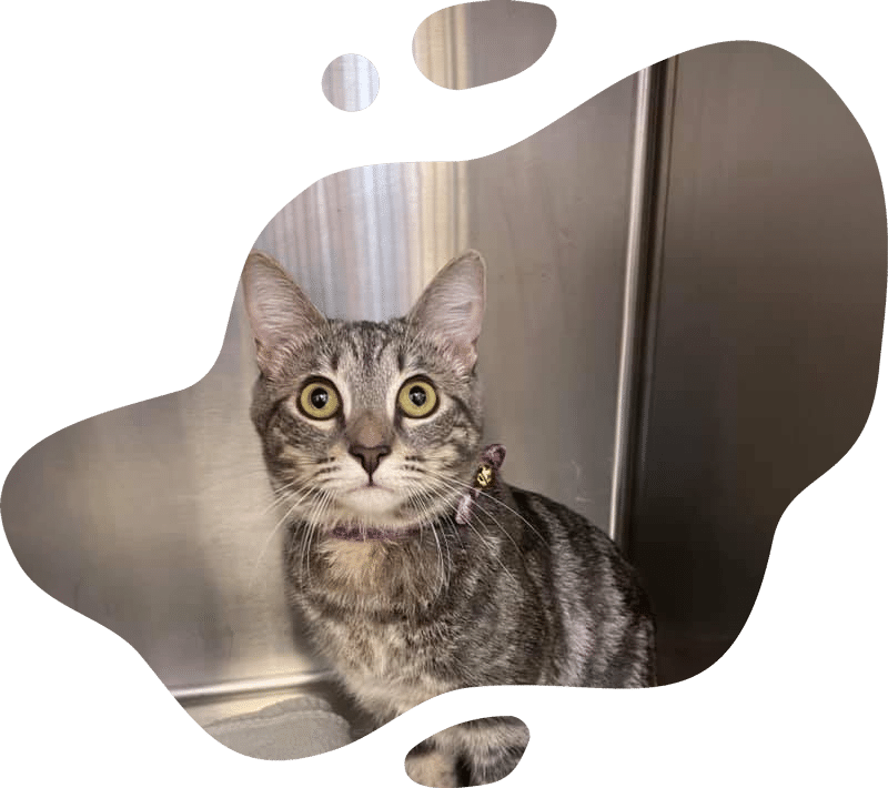 A gray tabby cat with wide yellow eyes sits in front of a metallic background, wearing a collar and gazing upward—as if waiting for the veterinarian. The image features an irregular, abstract border.