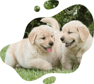 Two fluffy golden retriever puppies play together on green grass, both looking happy with one puppy’s tongue sticking out. The image, framed in a paint-splatter border, captures the joy any vet loves to see in healthy pups.