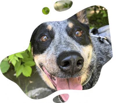 A happy black and gray dog with pointy ears and a spotted face looks up with its mouth open and tongue out, surrounded by green leaves and sunlight, as if excited to see the veterinarian, seen through an irregular white frame.