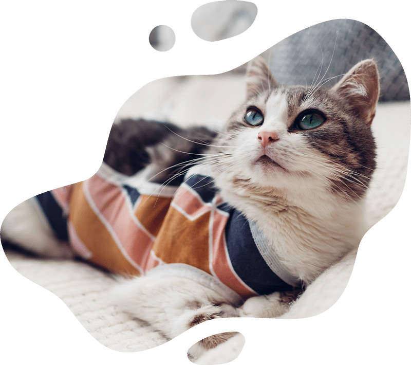 A grey and white cat with green eyes lies on a light blanket, wearing a colorful striped sweater. This cozy scene, featuring an abstract, rounded border design, is perfect for any veterinarian or vet clinic’s waiting room decor.