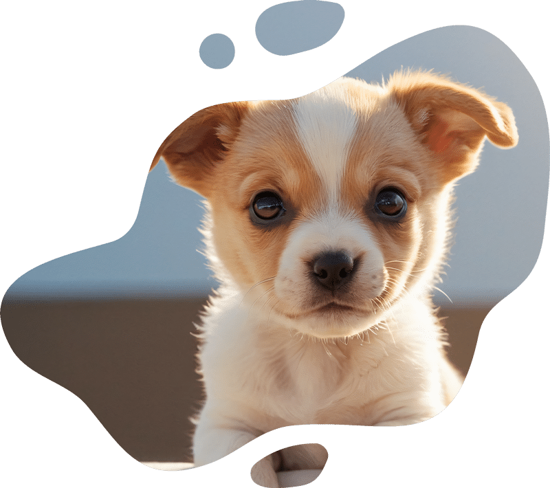 A close-up of a small, light brown and white puppy with big, round eyes and floppy ears, looking directly at the camera, as if waiting for a veterinarian checkup, framed by an irregular, abstract border.