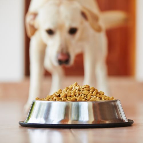 dog looking at a bowl of food