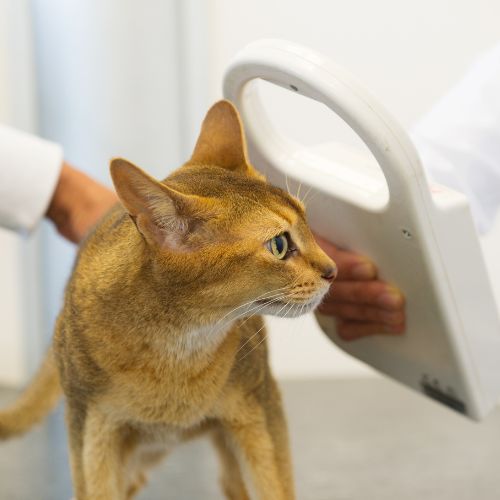 vet checking pet microchip