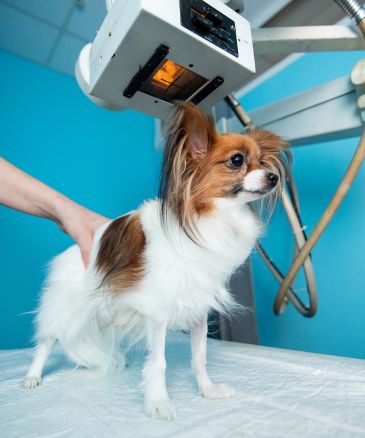 a dog being examined