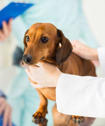 a dog being held by a veterinarian