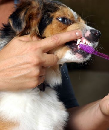 a vet brushing a dog's teeth