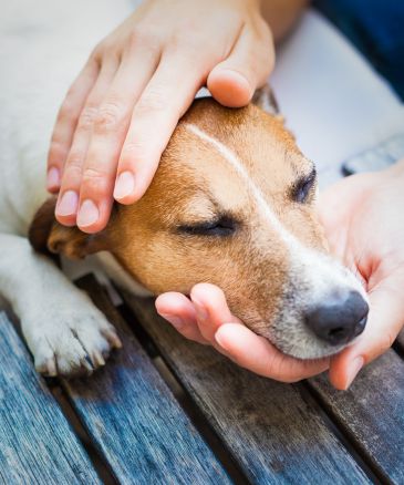 a vet's hands petting a dog
