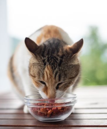 a cat eating food