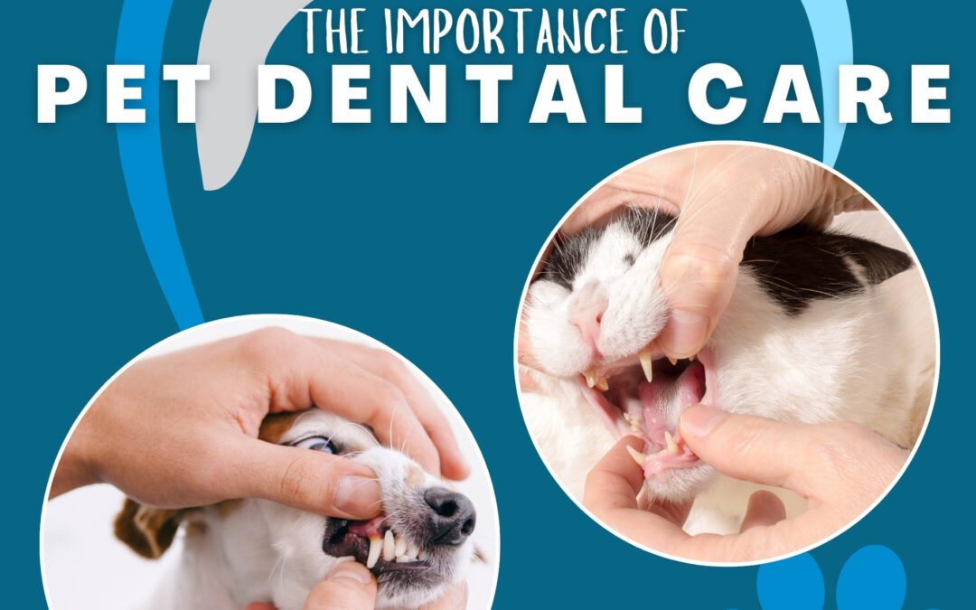 Pet Dental Health Month