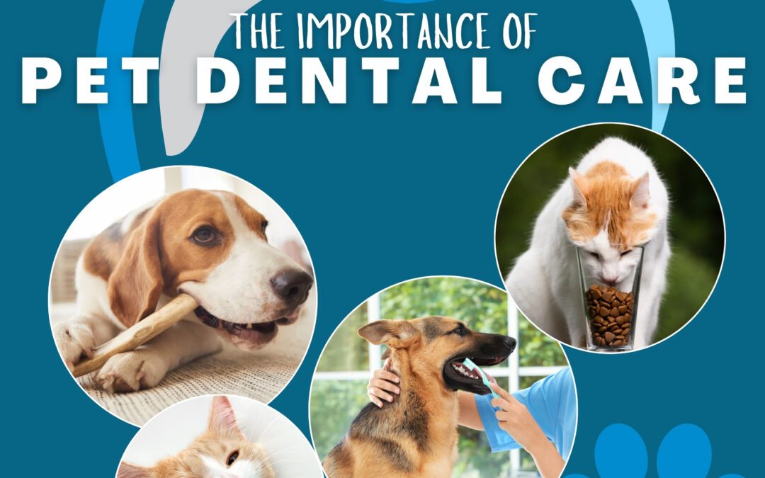 Pet Dental Prevention